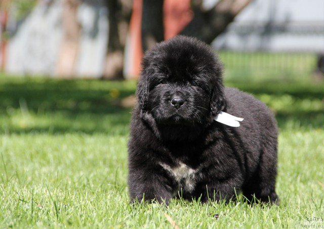 Фото: ньюфаундленд Злато Волмари Авантюрист