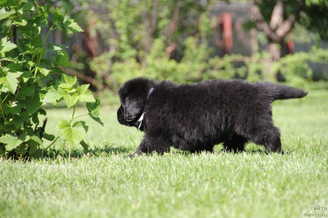 Фото: ньюфаундленд Злато Волмари Авантюрист