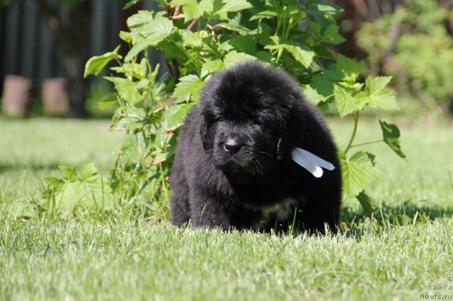 Фото: ньюфаундленд Злато Волмари Авантюрист