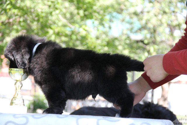 Фото: ньюфаундленд Злато Волмари Авантюрист