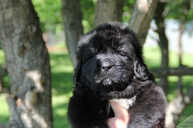 Фото: ньюфаундленд Злато Волмари Авантюрист