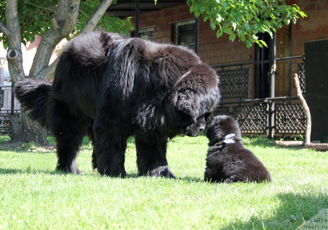 Фото: ньюфаундленд Ньюфорт Шампань для Злато Волмари, ньюфаундленд Злато Волмари Авантюрист