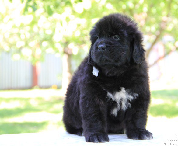 Фото: ньюфаундленд Злато Волмари Авантюрист