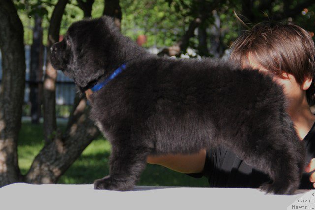 Фото: ньюфаундленд Злато Волмари Антарес