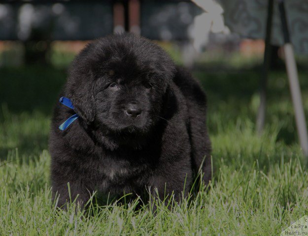 Фото: ньюфаундленд Злато Волмари Антарес
