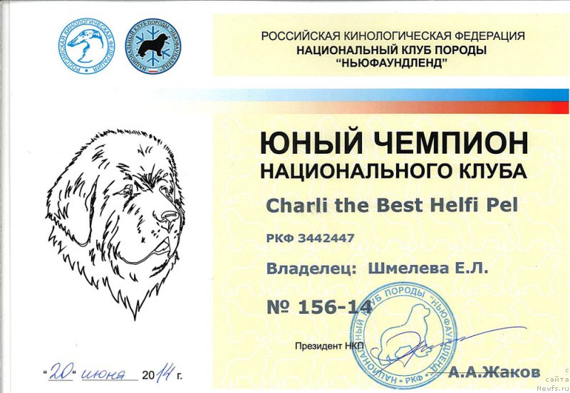 Фото: ньюфаундленд Чарли Де Бест Хелфи Пэл (Charli The Best Helfi Pel)