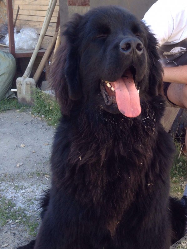 Фото: ньюфаундленд Фортис Дог Дайвер