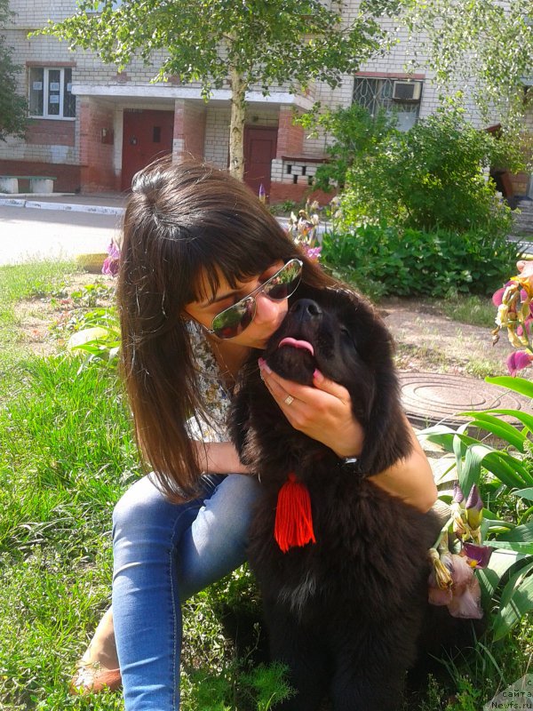 Фото: ньюфаундленд Meddison Keeper Of The Hearth, Марина Полевик