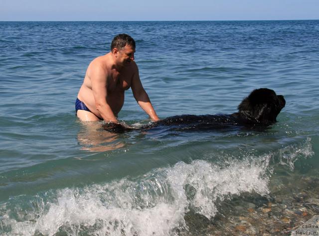 Фото: ньюфаундленд Потап Фидель