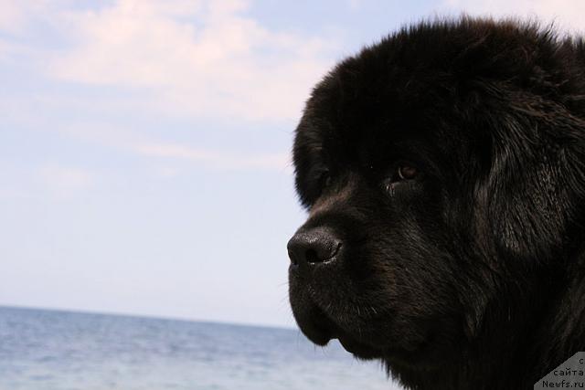 Фото: ньюфаундленд Потап Фидель