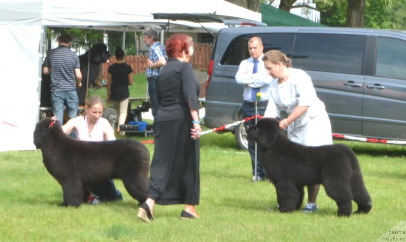 Фото: ньюфаундленд Soul of Voodoo Midnight Bear, Ольга Заливако