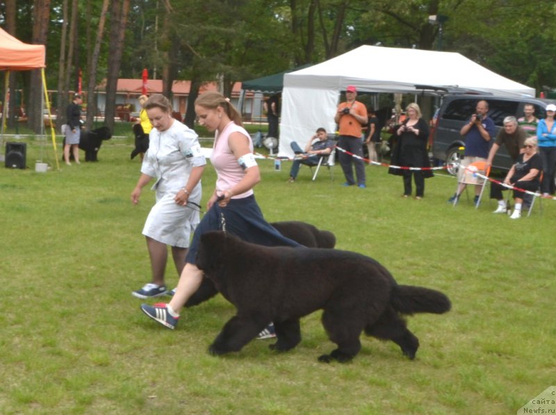 Фото: ньюфаундленд Soul of Voodoo Midnight Bear, Ольга Заливако, ньюфаундленд Remember Whoyouare Midnight Bear, Анастасия Заливако
