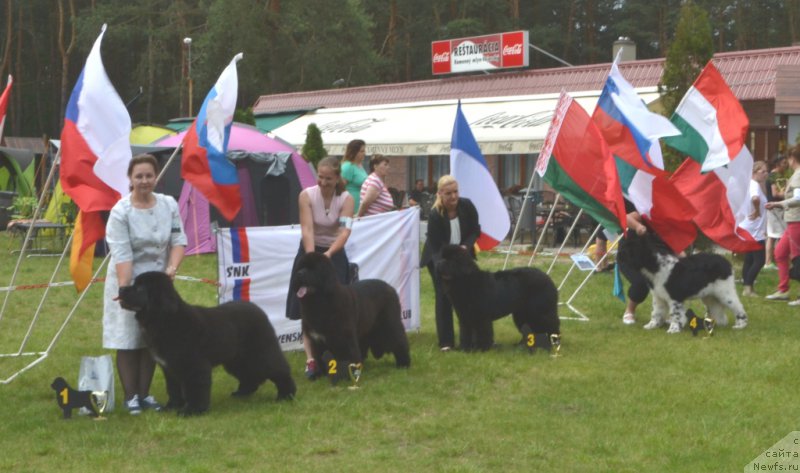 Фото: ньюфаундленд Soul of Voodoo Midnight Bear, Ольга Заливако, ньюфаундленд Remember Whoyouare Midnight Bear, Анастасия Заливако
