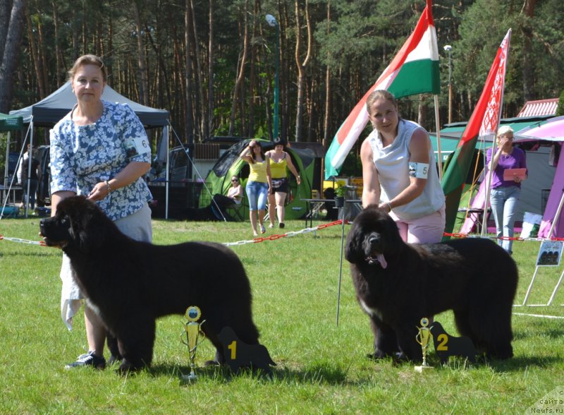 Фото: ньюфаундленд Soul of Voodoo Midnight Bear, Ольга Заливако, ньюфаундленд Remember Whoyouare Midnight Bear, Анастасия Заливако