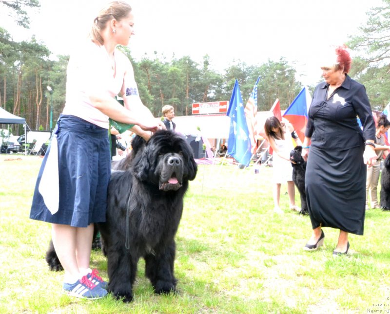 Фото: ньюфаундленд Inflame My Heart Midnight Bear, Анастасия Заливако
