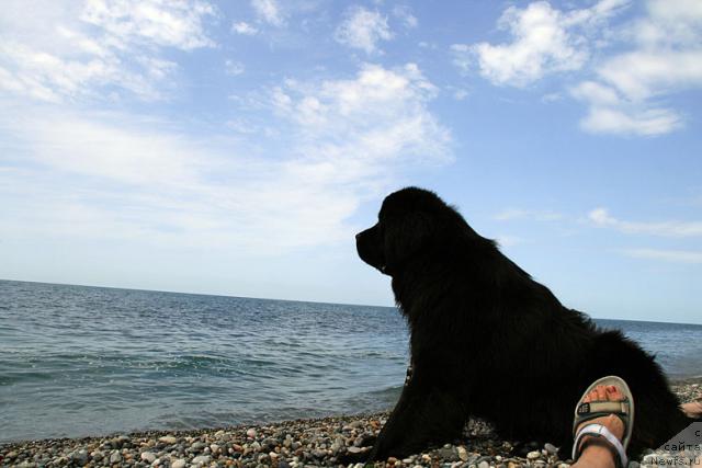 Фото: ньюфаундленд Потап Фидель