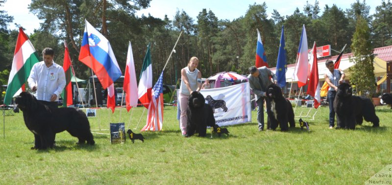 Фото: ньюфаундленд Inflame My Heart Midnight Bear, Анастасия Заливако