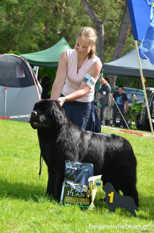 Фото: ньюфаундленд Inside My Heart Midnight Bear, Анастасия Заливако
