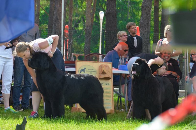 Фото: ньюфаундленд Inside My Heart Midnight Bear, Анастасия Заливако