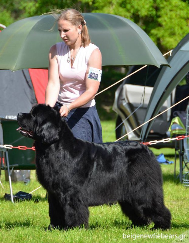 Фото: ньюфаундленд I'm Royal Iris Midnight Bear, Анастасия Заливако