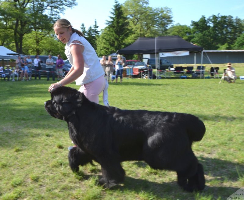 Фото: ньюфаундленд Inside My Heart Midnight Bear, Анастасия Заливако