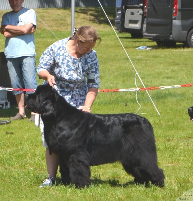 Фото: ньюфаундленд I'm Royal Iris Midnight Bear, Ольга Заливако