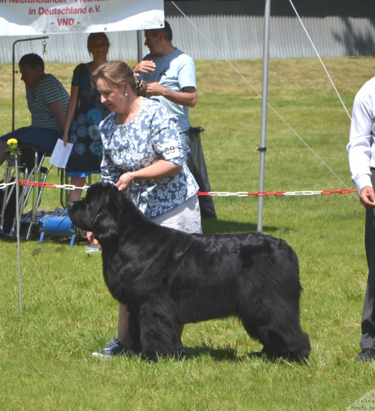 Фото: ньюфаундленд I'm Royal Iris Midnight Bear, Ольга Заливако