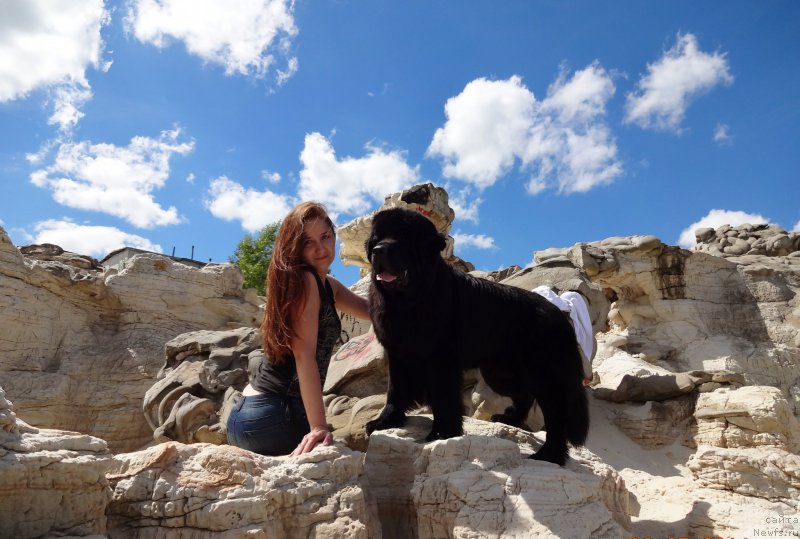 Фото: ньюфаундленд Черный Чанк с Берега Дона (Chernyj Chank s Berega Dona)