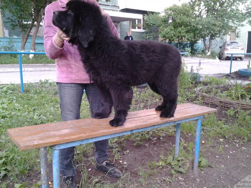 Фото: ньюфаундленд Блэк Диамонд Агидель от Потапа Чарлиза