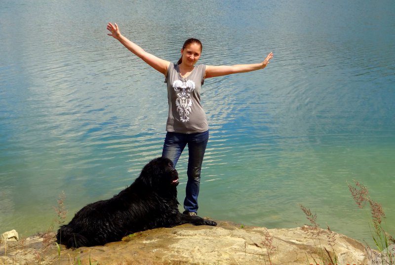 Фото: ньюфаундленд Черный Чанк с Берега Дона (Chernyj Chank s Berega Dona)