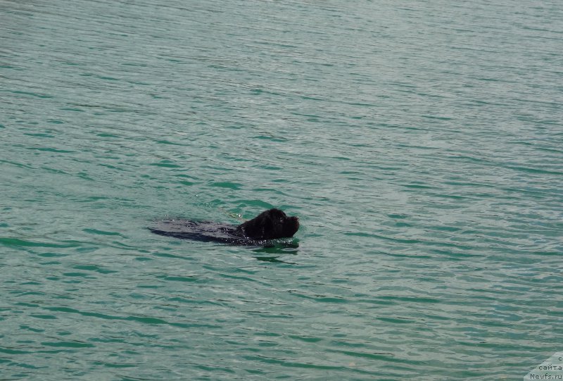 Фото: ньюфаундленд Черный Чанк с Берега Дона (Chernyj Chank s Berega Dona)