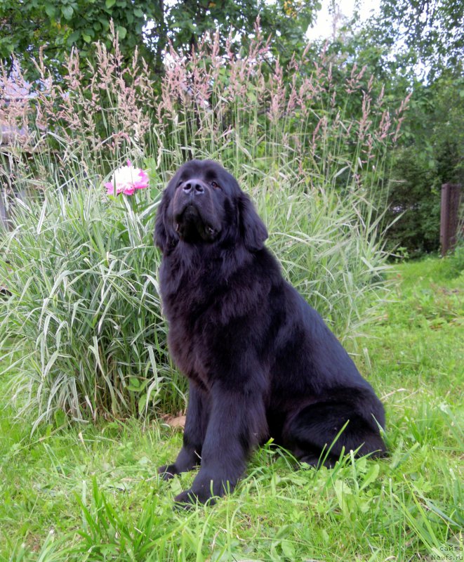 Фото: ньюфаундленд Примадонна Климская