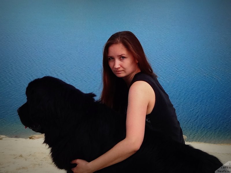 Фото: ньюфаундленд Черный Чанк с Берега Дона (Chernyj Chank s Berega Dona)