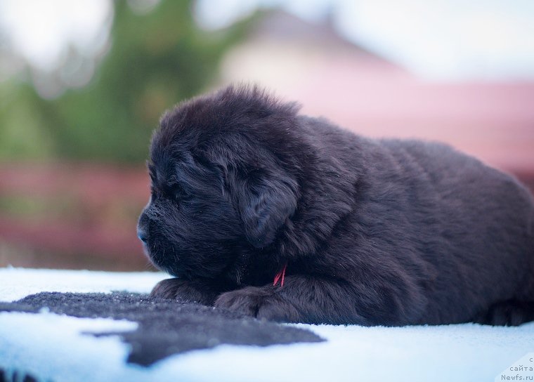 Фотография № 157343