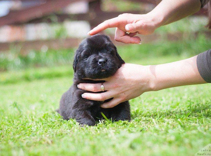 Фотография № 157352