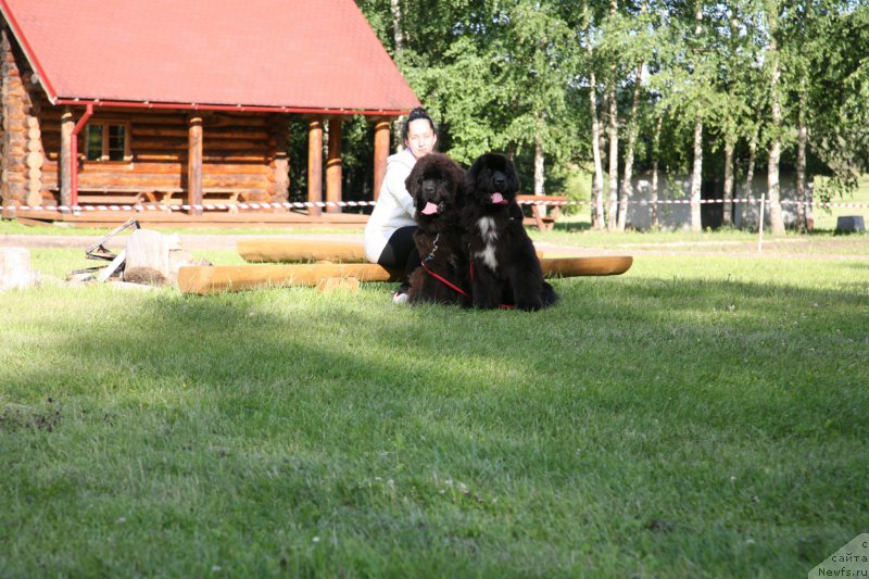 Фото: ньюфаундленд Guliver Moon Bear, ньюфаундленд Дак Прайд Верту (Dark Pride Vertu)