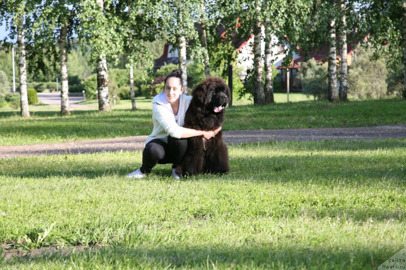 Фото: ньюфаундленд Guliver Moon Bear, Анастасия Розенфельд