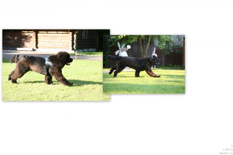 Фото: ньюфаундленд Guliver Moon Bear, ньюфаундленд Сент Джонс Хендсел фо Ми (Sent Djons Handsel for Me)