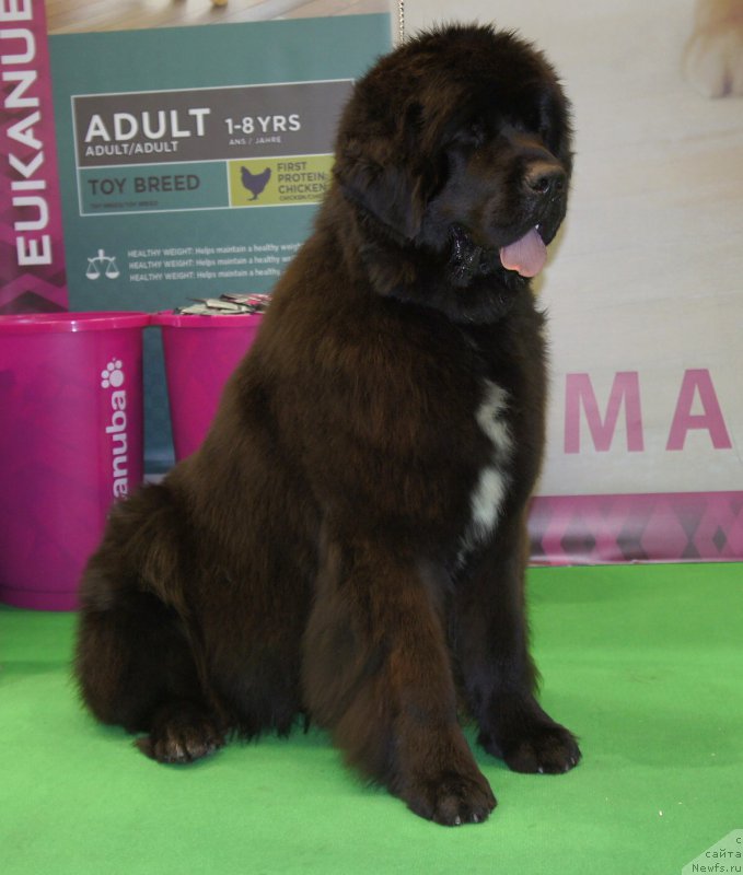 Фото: ньюфаундленд Смигар Лав Стори (Smigar Love Story)