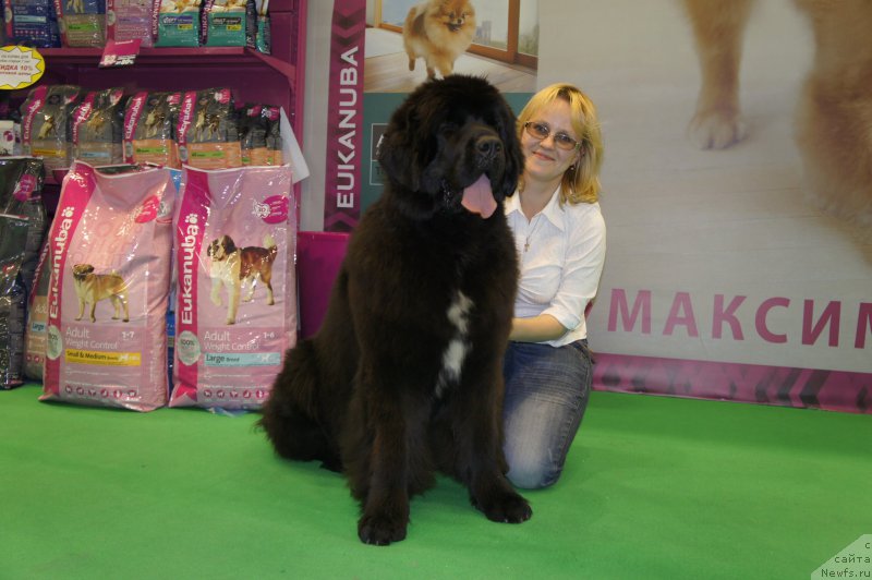 Фото: ньюфаундленд Смигар Лав Стори (Smigar Love Story), Лариса Башарова