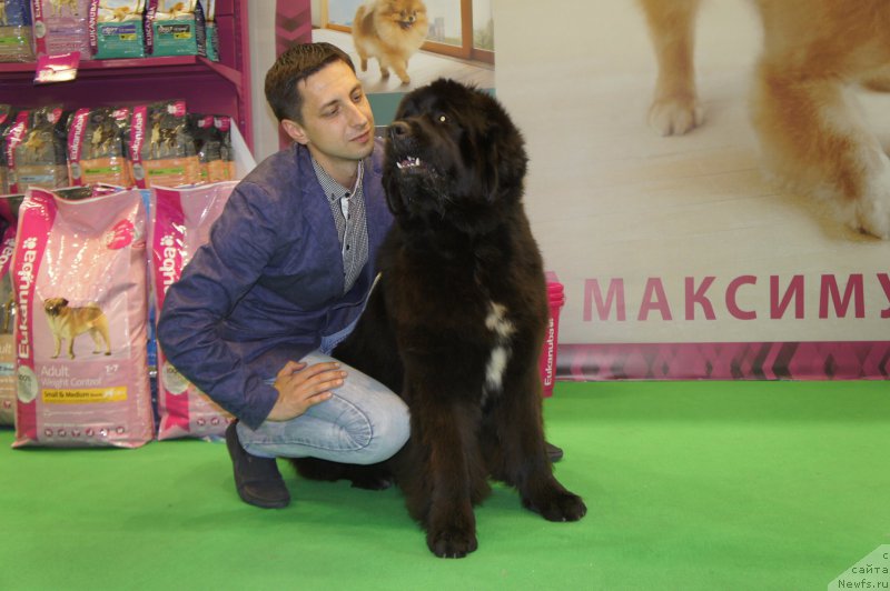 Фото: ньюфаундленд Смигар Лав Стори (Smigar Love Story), Александр Коротков