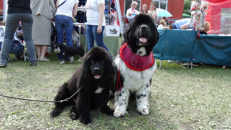 Фото: ньюфаундленд Сент Джонс Гламур Леди (Sent Djons Glamour Lady), ньюфаундленд Блэк Диамонд Агидель от Потапа Чарлотта