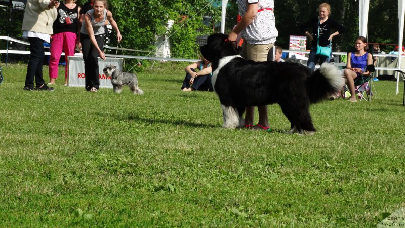 Фото: ньюфаундленд Сент Джонс Гламур Леди (Sent Djons Glamour Lady)