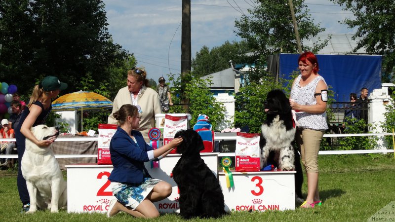 Фото: ньюфаундленд Сент Джонс Гламур Леди (Sent Djons Glamour Lady)