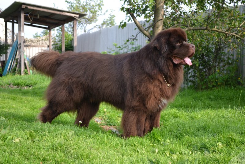 Фото: ньюфаундленд Акватория Келвин Риверданс (Aquatoriya Kelvin Riverdance)