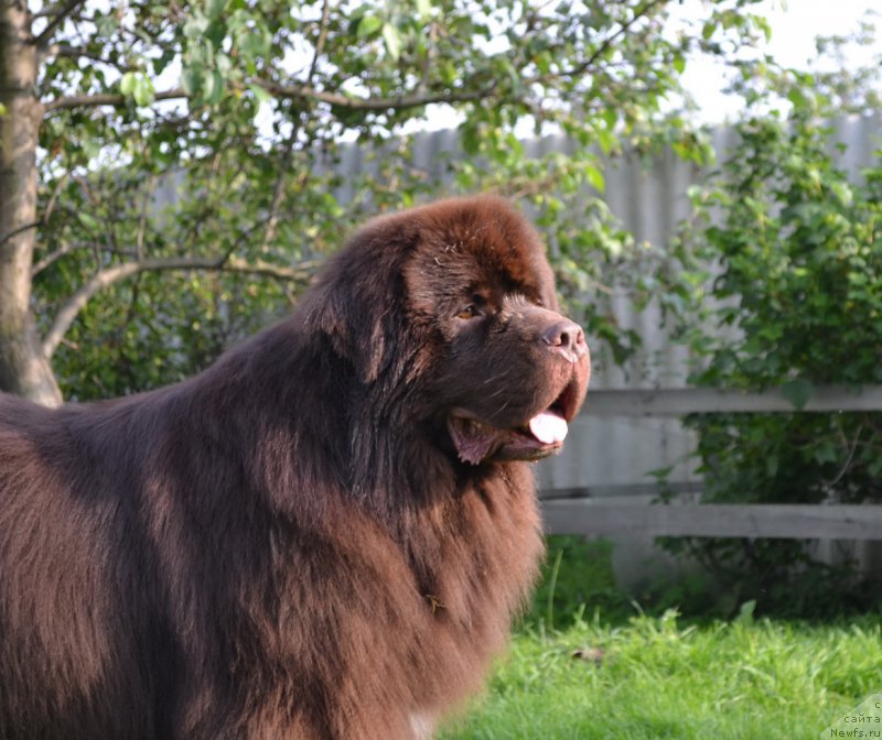 Фото: ньюфаундленд Акватория Келвин Риверданс (Aquatoriya Kelvin Riverdance)