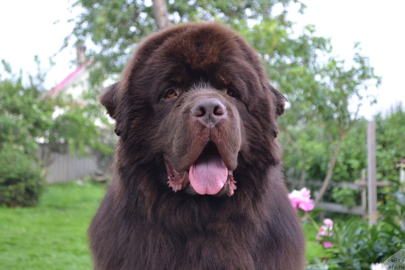 Фото: ньюфаундленд Акватория Келвин Риверданс (Aquatoriya Kelvin Riverdance)