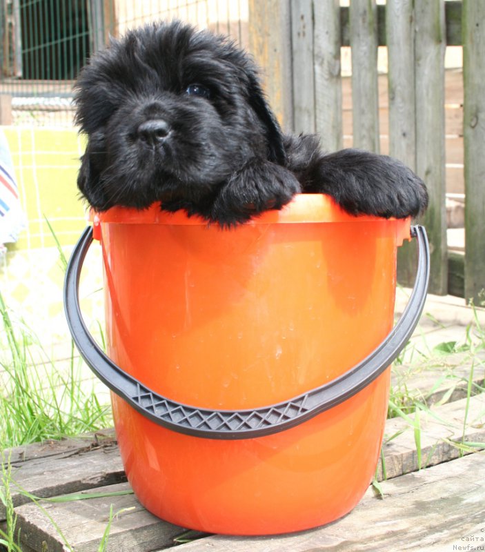 Фото: ньюфаундленд Черная Мафия Ше ис а Ладу (Chernaya Mafia She is a Lady)