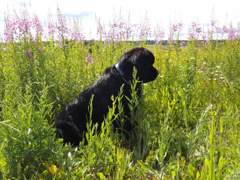 Фото: ньюфаундленд Сент Джонс Гвендолин Глориус Гарден