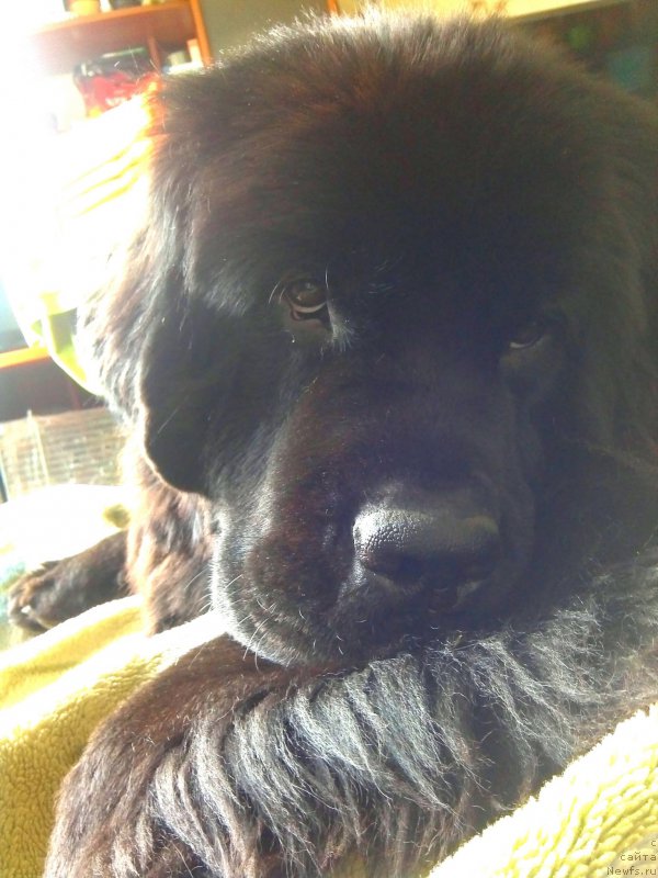 Фото: ньюфаундленд Черный Чанк с Берега Дона (Chernyj Chank s Berega Dona)